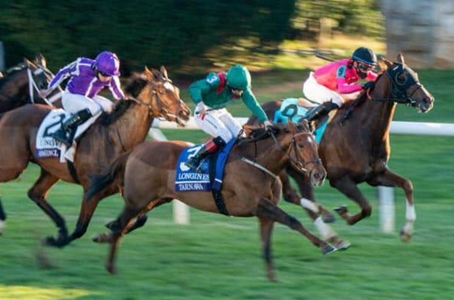 Turf winners || turfwinners